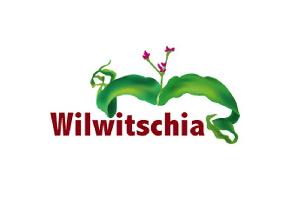 WILWITSCHIA